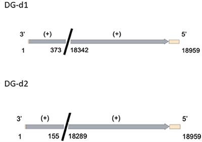 An Investigation of the Effect of Transfected Defective, Ebola Virus Genomes on Ebola Replication